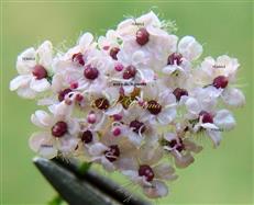  Umbellule with peripheral female  flowers and inner bisexual